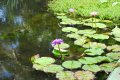 NYMPHEA. Nympheaceae